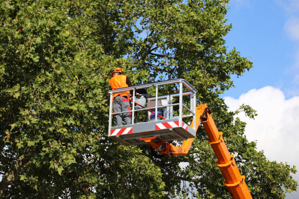 Best Tree Cabling and Bracing  in Garden City, SC